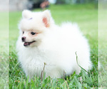 Small #5 Pomeranian