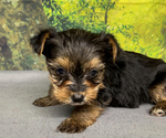 Small #5 Yorkshire Terrier