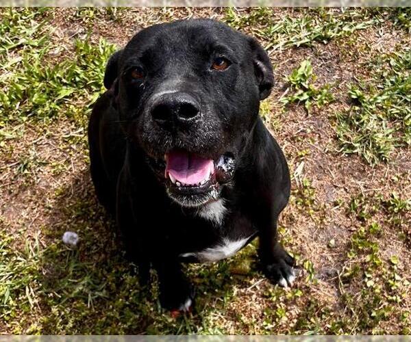 Medium Photo #3 American Pit Bull Terrier Puppy For Sale in St. Cloud, FL, USA