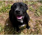 Small #2 American Pit Bull Terrier