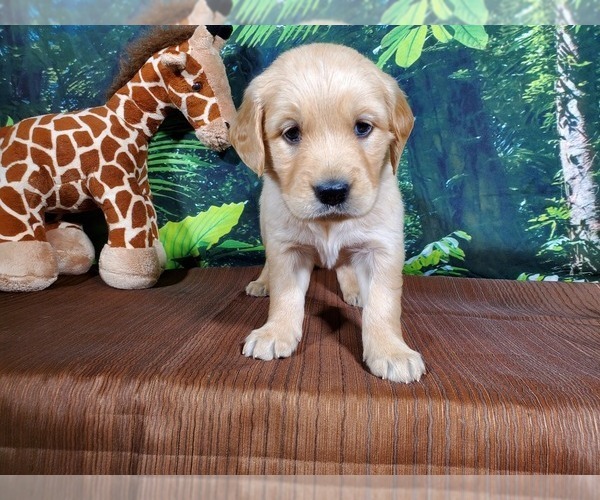 Medium Photo #7 Golden Retriever Puppy For Sale in PEYTON, CO, USA