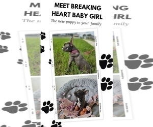 French Bulldog Puppy for sale in SARASOTA, FL, USA
