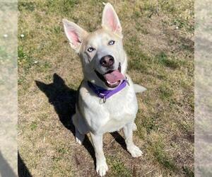 Siberian Husky-Unknown Mix Dogs for adoption in Fort Collins, CO, USA