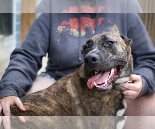 Medium Photo #9 American Pit Bull Terrier-German Shepherd Dog Mix Puppy For Sale in Utica, NY, USA
