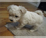 Small Photo #9 Bichon Frise Puppy For Sale in PELHAM, NH, USA