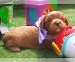 Small Photo #32 Australian Shepherd-Cavalier King Charles Spaniel Mix Puppy For Sale in HOWLAND, OH, USA