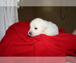 Small Photo #4 Goldendoodle Puppy For Sale in FAIRFIELD, CA, USA