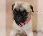 Small Photo #32 Pug Puppy For Sale in WINNSBORO, TX, USA