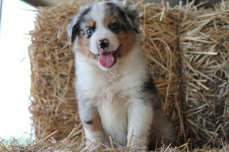 Miniature American Shepherd Puppy for sale in WHITEWRIGHT, TX, USA