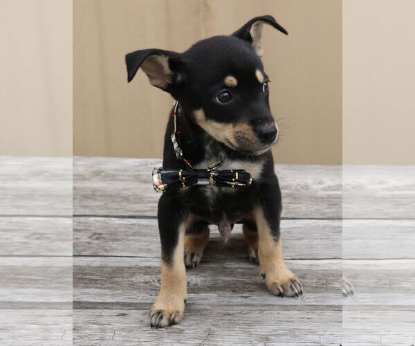 Medium Photo #2 Chihuahua-Unknown Mix Puppy For Sale in Bandera, TX, USA