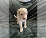 Puppy Puppy 2 F2 Aussiedoodle-Goldendoodle Mix