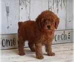 Small Photo #1 Poodle (Toy) Puppy For Sale in FREDERICKSBURG, OH, USA
