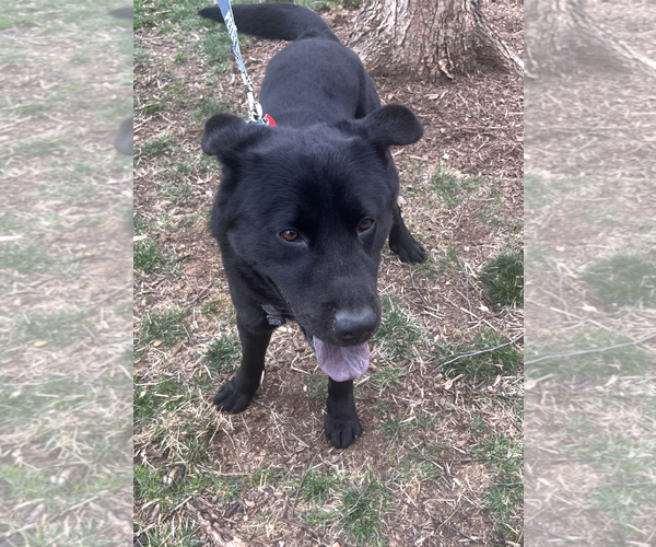 Medium Photo #2 Labrador Retriever-Unknown Mix Puppy For Sale in Rockville, MD, USA