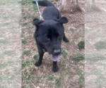 Small #1 Labrador Retriever Mix
