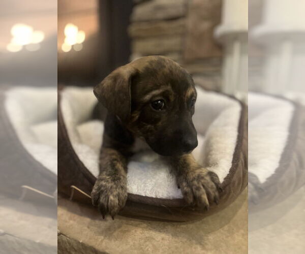 Medium Photo #4 Mutt Puppy For Sale in Imlay City, MI, USA