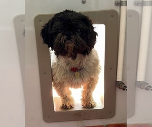 Father of the Shih Tzu puppies born on 04/23/2025