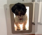Small Photo #1 Shih Tzu Puppy For Sale in MOUNT PLEASANT, MI, USA