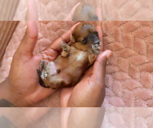 Medium Photo #4 Yorkipoo Puppy For Sale in ARLINGTON, TX, USA
