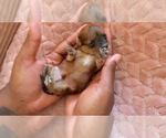 Small Photo #12 Yorkipoo Puppy For Sale in ARLINGTON, TX, USA
