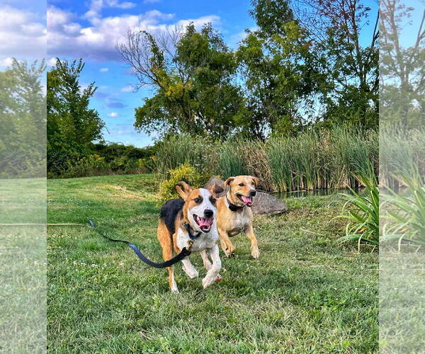 Medium Photo #19 Australian Shepherd-Unknown Mix Puppy For Sale in Fultonham, NY, USA