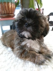 Lhasa Apso Puppy for sale in BRACKENRIDGE, PA, USA