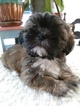 Small Photo #1 Lhasa Apso Puppy For Sale in BRACKENRIDGE, PA, USA