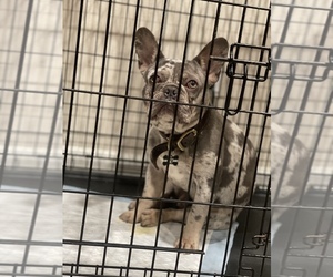 French Bulldog Puppy for sale in HOLLISTER, CA, USA