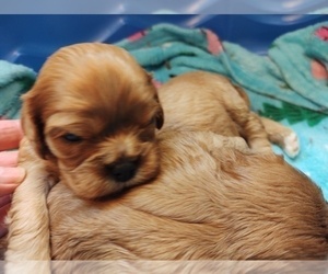 Cavalier King Charles Spaniel Puppy for Sale in GIG HARBOR, Washington USA