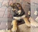 Small #10 German Shepherd Dog