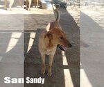 Small #6 Labrador Retriever Mix