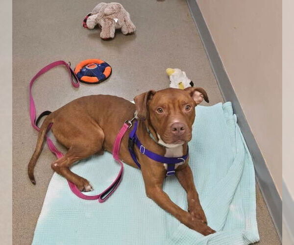 Medium Photo #4 American Staffordshire Terrier Puppy For Sale in Sayreville, NJ, NJ, USA