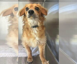 Dachshund-Unknown Mix Dogs for adoption in Claremore, OK, USA