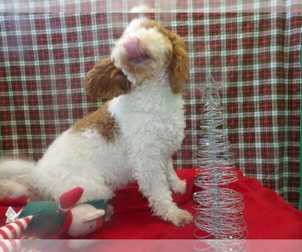 Medium Photo #5 Cock-A-Poo Puppy For Sale in PATERSON, NJ, USA