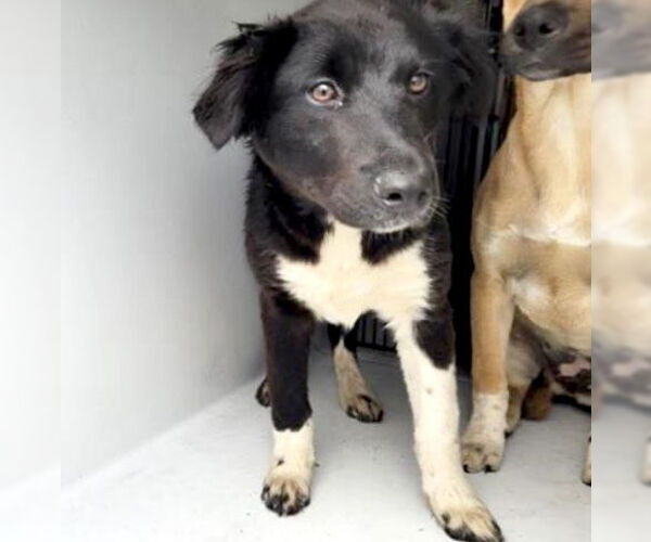 Medium Photo #2 Labrador Retriever-Unknown Mix Puppy For Sale in Houston, TX, USA