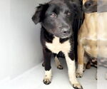 Small #1 Labrador Retriever Mix
