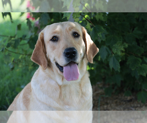 Mother of the Labrador Retriever puppies born on 10/23/2024