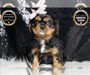 Medium Cavalier King Charles Spaniel