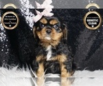 Puppy Summer AKC Cavalier King Charles Spaniel