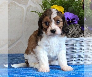 Cavachon Puppy for sale in GORDONVILLE, PA, USA