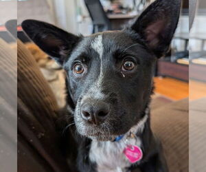 Red Heeler-Unknown Mix Dogs for adoption in Laramie, WY, USA