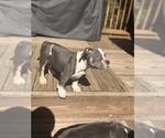 Puppy Purple American Bully