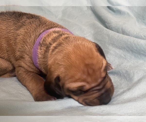 Medium Photo #7 Rhodesian Ridgeback Puppy For Sale in KELLER, TX, USA
