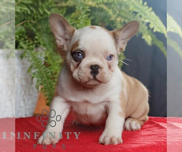 Medium Photo #1 French Bulldog Puppy For Sale in RONKS, PA, USA
