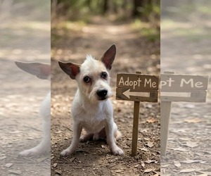Moe - Male Chihuahua-Unknown Mix Dog for Adoption - Photo #10