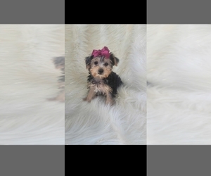 Yorkshire Terrier Puppy for sale in INDIANAPOLIS, IN, USA