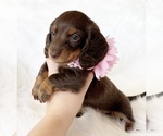 Small #3 Dachshund