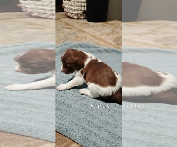 Medium Photo #10 Brittany Puppy For Sale in DOWAGIAC, MI, USA