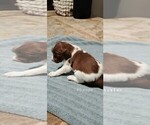 Small Photo #10 Brittany Puppy For Sale in DOWAGIAC, MI, USA