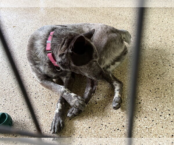 Medium Photo #4 Mutt Puppy For Sale in Garden City, NY, USA