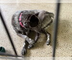 Small #3 Mutt